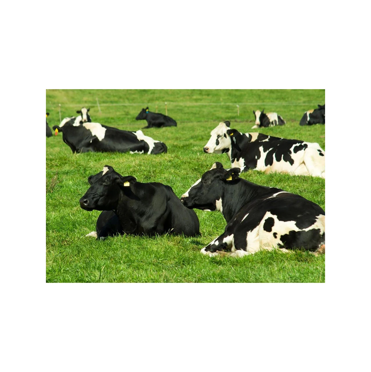 Foton 4-6m Livestock Transport Trailer General Livestock Trailer Animal Transport Cargo Truck Animal Feed