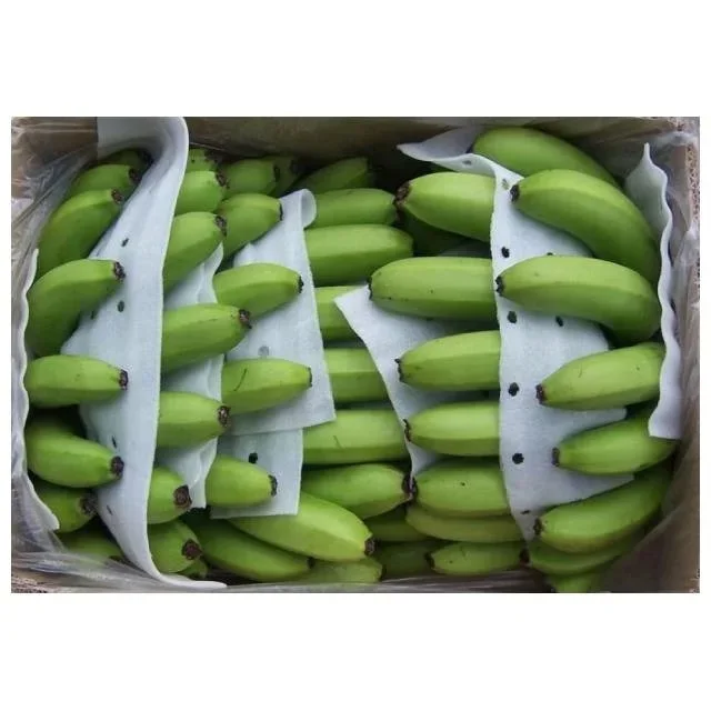 Fresh Cavendish Banana Exporters Yellow & Green cavendish banana at banana cavendish 13 kg Cartons