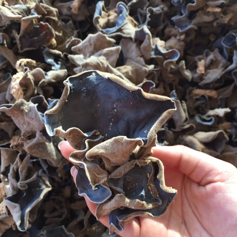 Обезвоженный черный грибок для диетического супа из Вьетнама/сушеные деревянные ухо для обернутого пищевого Спринг-ролла