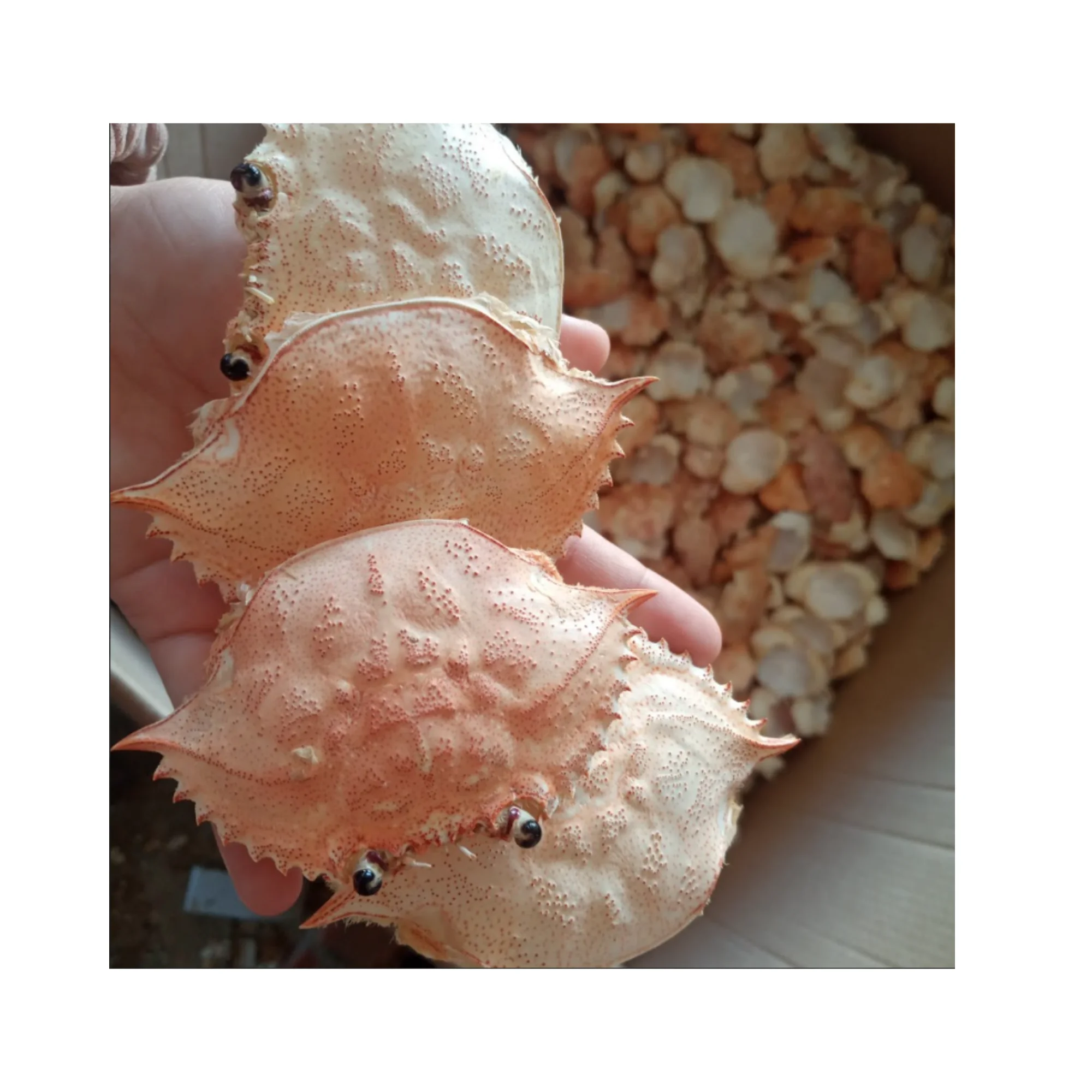 High Quality Dried Crab Shells from Vietnam  Best Seller for a Reason