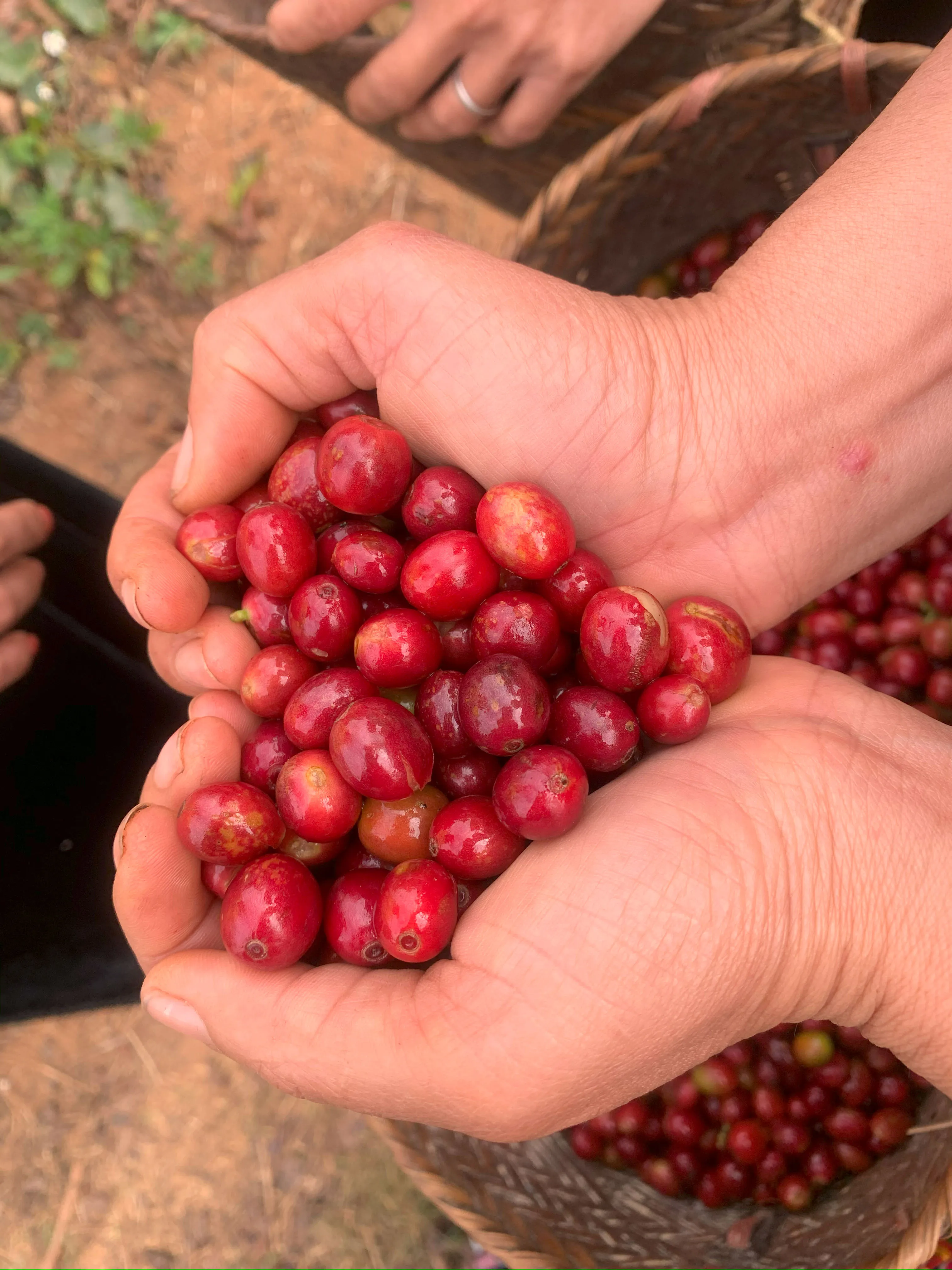 DETECH High Quality Robusta & Arabica Whole Bean Vietnamese Coffee Green Processed Custom Brand Wholesome Coffee Beans in Bag