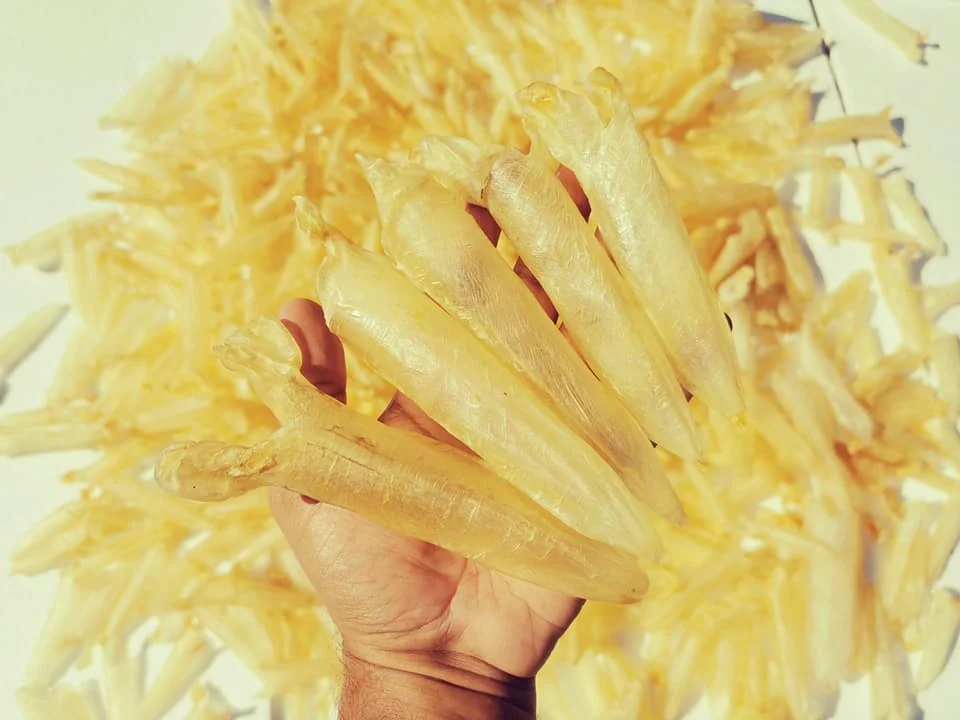 Top Qulaity Koral Fish Maw 100% Natural Dried Sea  Food from Bangladesh Sea Bass Fish Maw EEL Quality Fish Maw