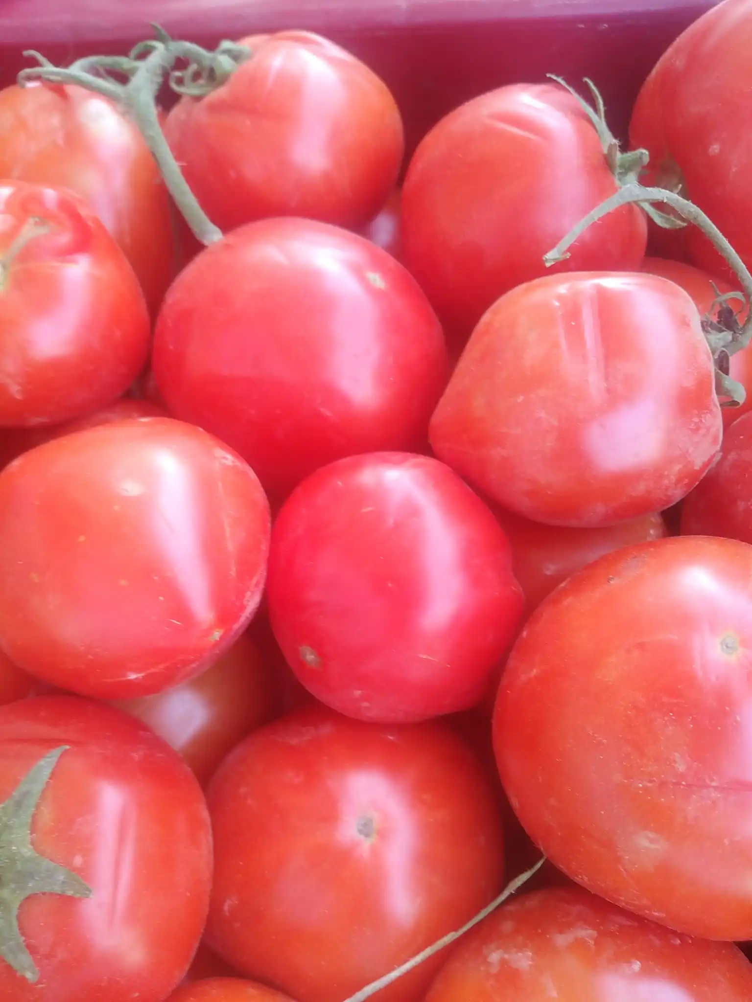 Fresh tomatoes