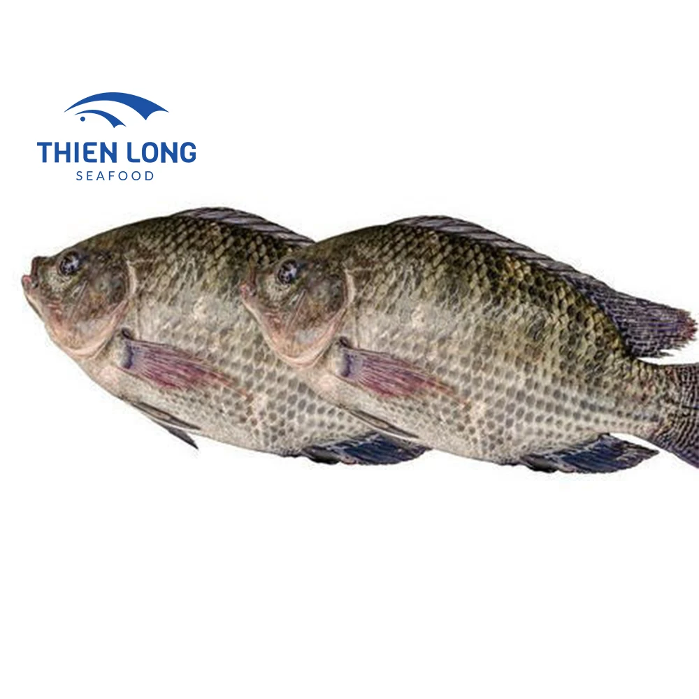 Wholesale Low price Hot Sale Whole Round Live Black Fresh Tilapia Fish From Vietnam