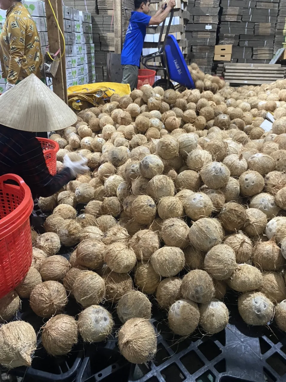 High Quality 100% Natural Mature/Semi Husked Coconut Sweet Tasted Dried Fruit Oil Cream Dish Production Whole Pattern Bulk ANNA