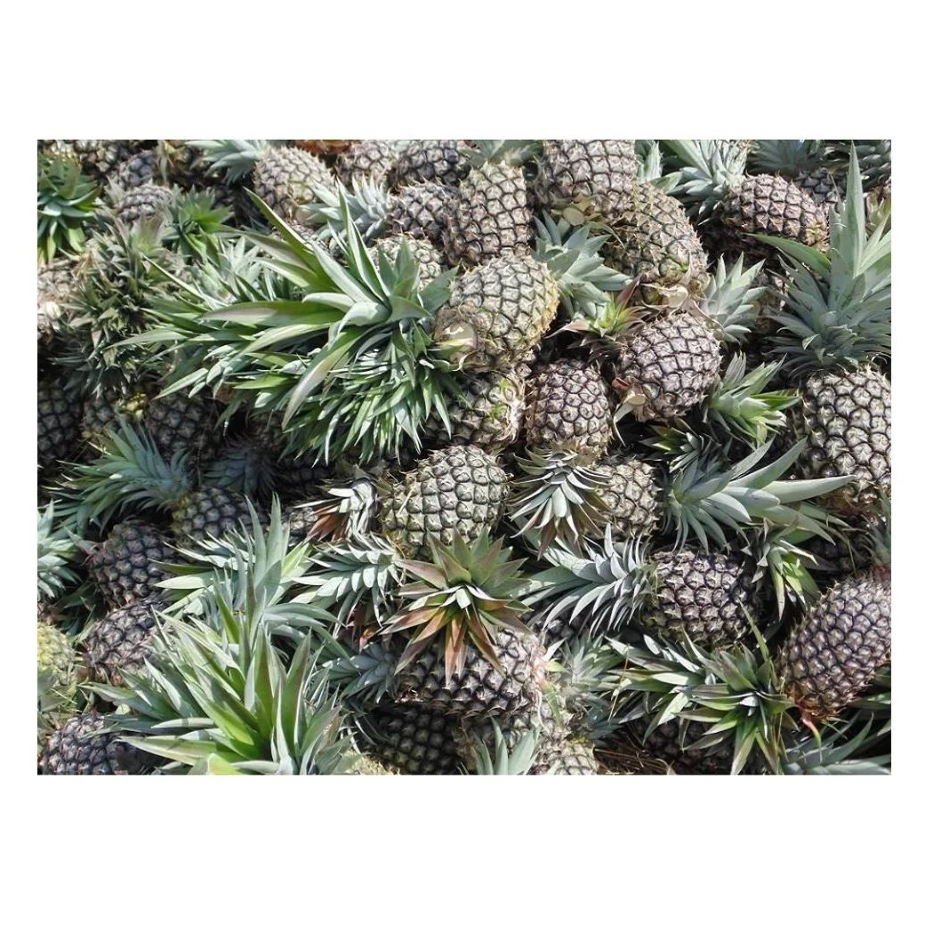 Top Selling Natural Grade 100% Fresh Pineapple Quality Grade Indian Pineapple Fruits / Canned Fruits Supplier