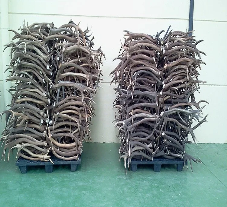 Deer Antler for sell, Elk Antlers for sale