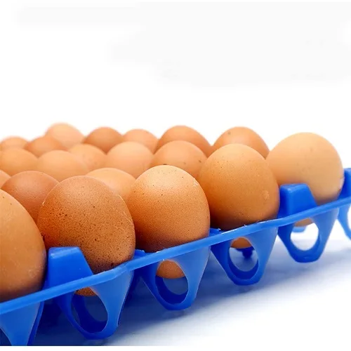 Wholesale Supplier of Fresh Eggs Brown and White Chicken Eggs