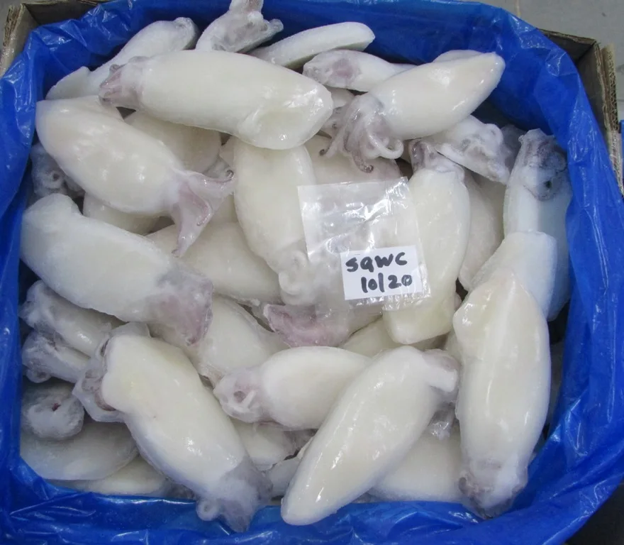 LOLIGO SQUID WHOLE CLEANED 100%  GOOD MATERIAL INDIVIDUAL FROZEN  INDIAN ORIGIN