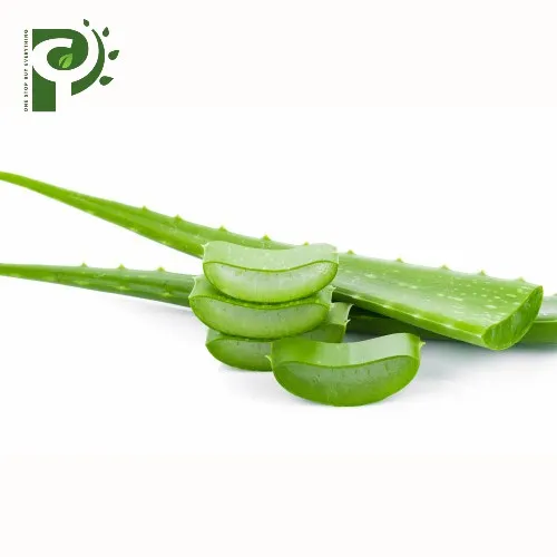 Top Best Seller Aloe Vera 100% natural from vietnam