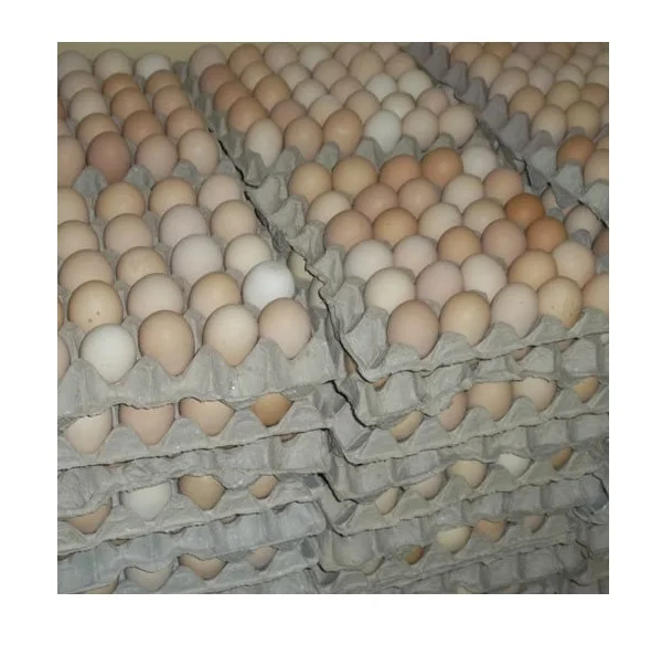 Wholesale Supplier Of Bulk Fresh Stock of White / Brown Shell Fresh Table Chicken Eggs