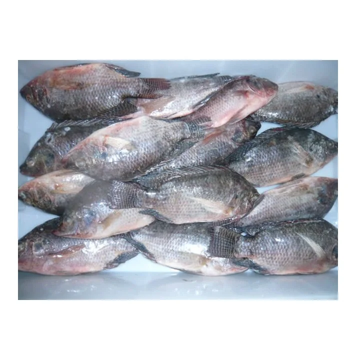 Cheapest Price Saefood Supplier Bulk Frozen Fish Tilapia | Whole Red Tilapia Fish With Fast Delivery