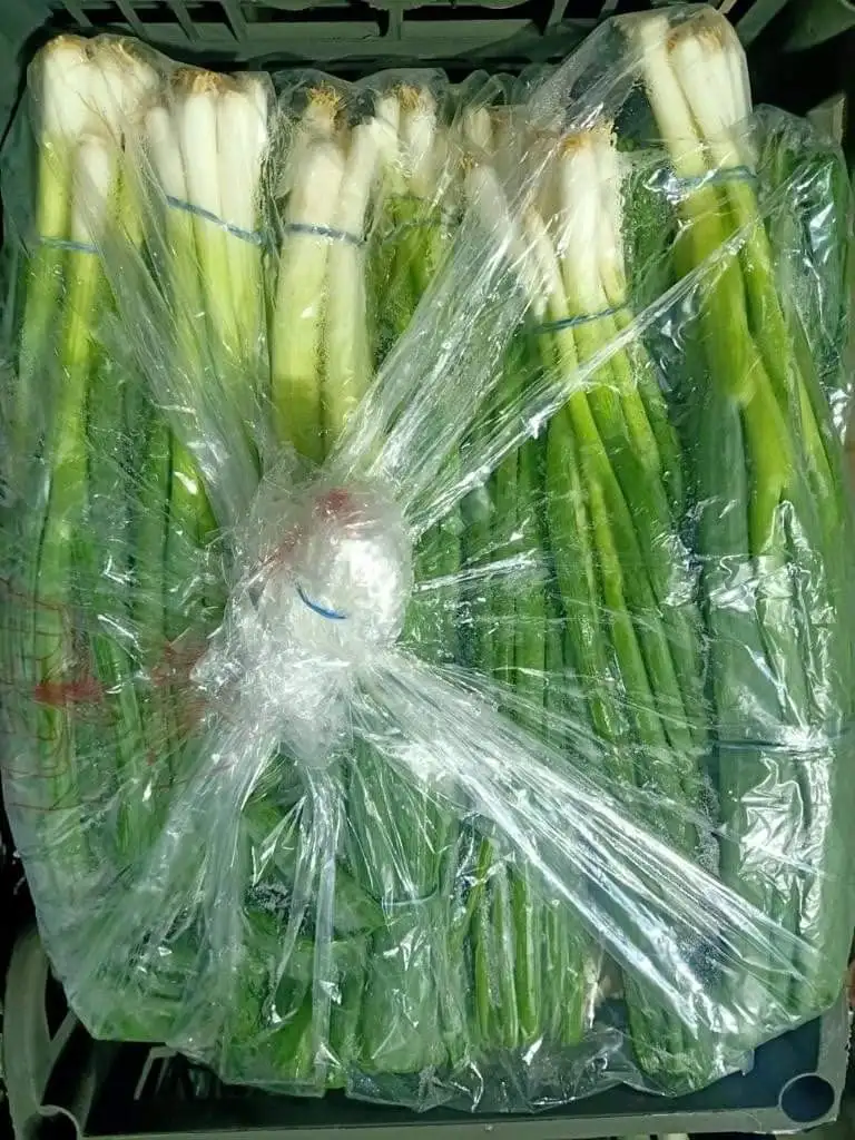 Fresh high quality green onions from Egypt