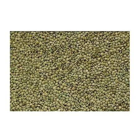 Top Quality Pure Canadian Whole Green Lentils Dry Organic Green Lentils For Sale At Cheapest Wholesale Price