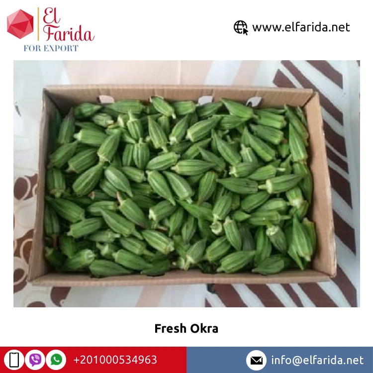Good Price Fresh Crop Wholesale Natural Product Fresh Vegetables Best Quality Okra Available in Ready Stock