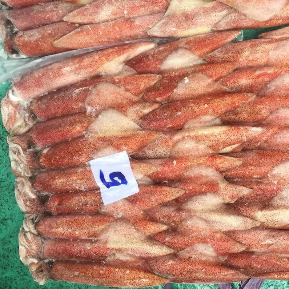 high quality frozen red squid loligo from indonesia