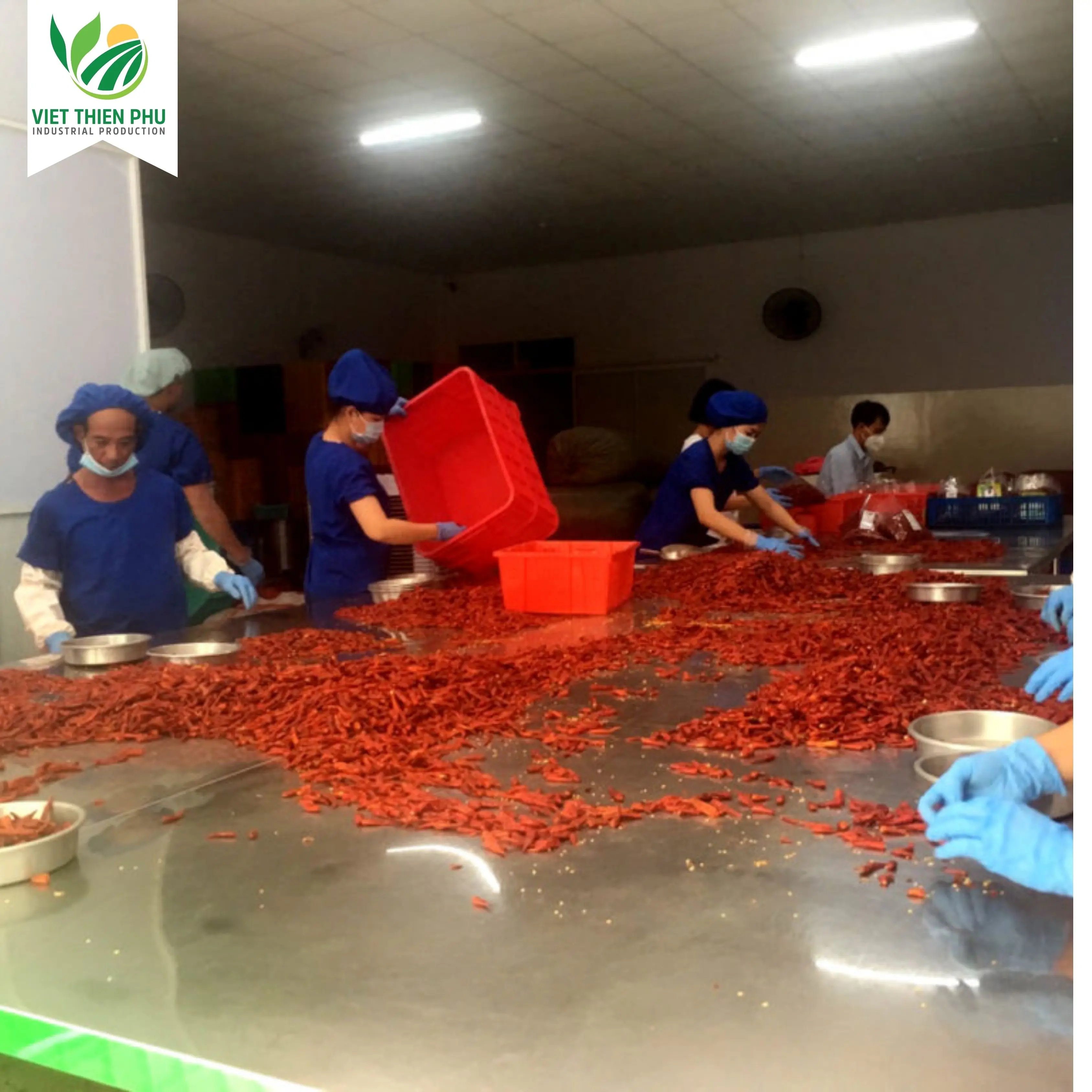 VIET THIEN PHU-Dried Red Chili Single Spices Chilli High Quality Top Product Of Vietnam