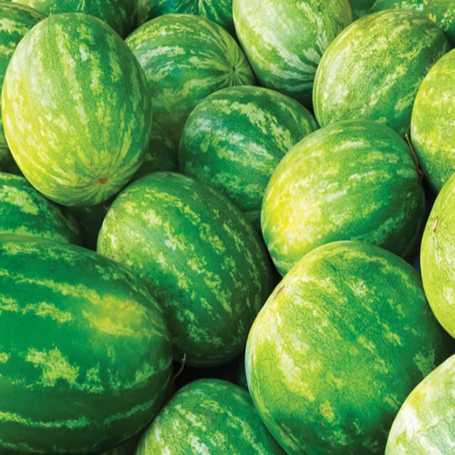 Высокое качество сладкая свежая арбуз натуральные сочные Свежие Фрукты поставка по оптовой цене