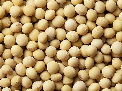 Top Grade Bulk Supply Soya beans Fresh Stock Wholesale Price High Quality
