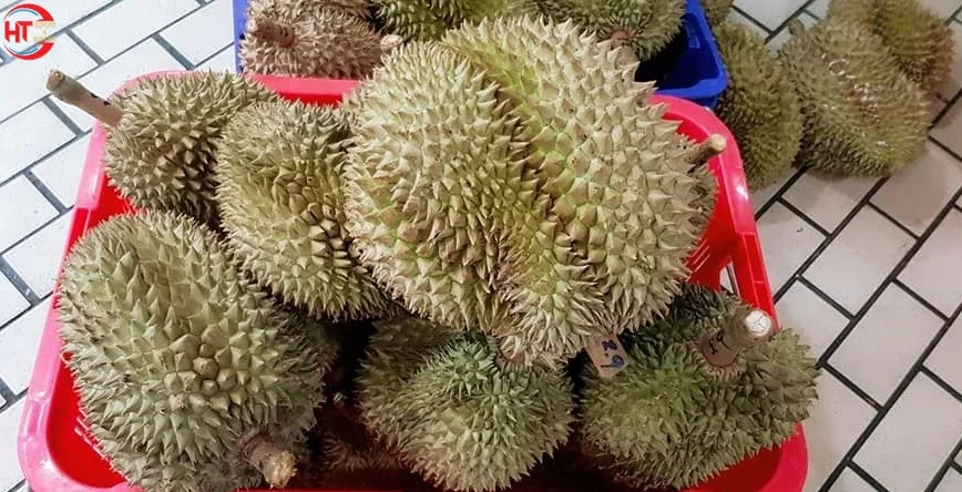 Экспорт, высокое качество, свежие фрукты, органическое культивирование, свежие 25-35 см, Тонги, дуриан, вьетнамское происхождение