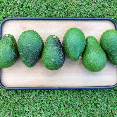 Wholesale Fresh Premium Avocado for sale