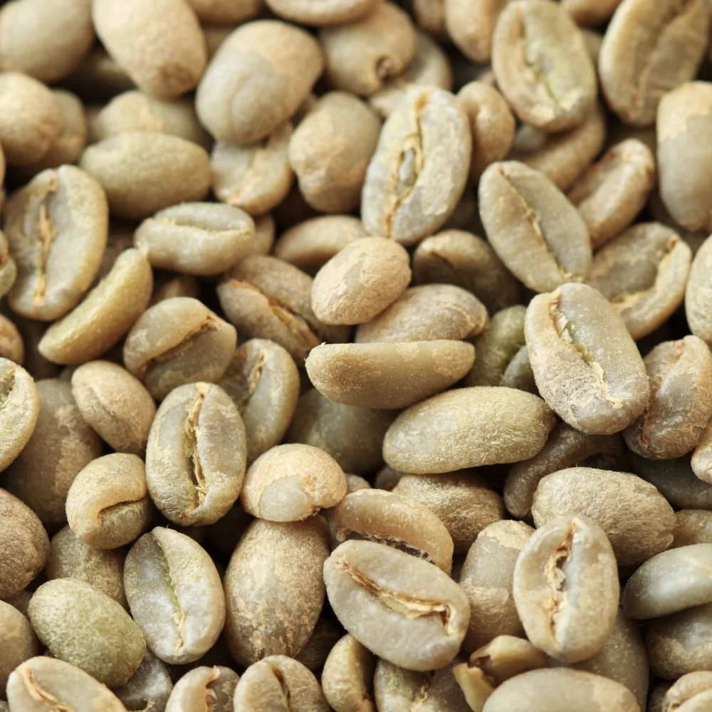 Wholesale Green Bean Coffee High Grade Robusta S18 Green Bean Coffee From Vietnam For Export Ready To Ship