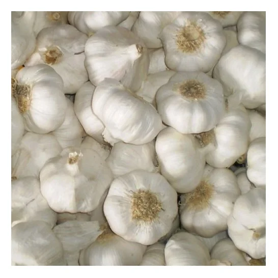 High Quality Wholesale Normal White Fresh Garlic at Cheap Price Manufacturer From Germany Worldwide