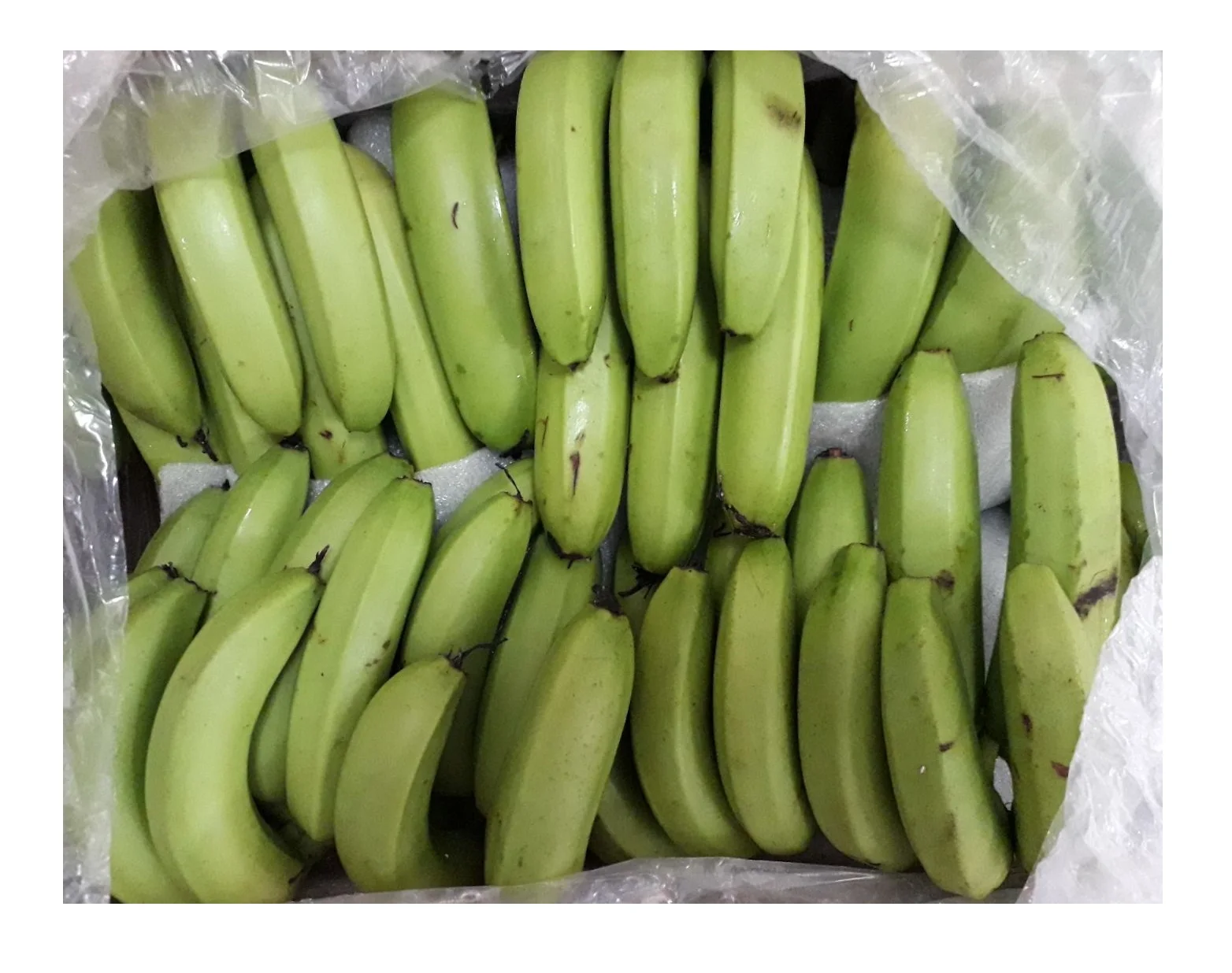 FRESH GREEN BANANA WITH HIGH QUALITY AND GOOD PRICE FROM VIETNAM FOR EXPORT TO WORLDWIDE