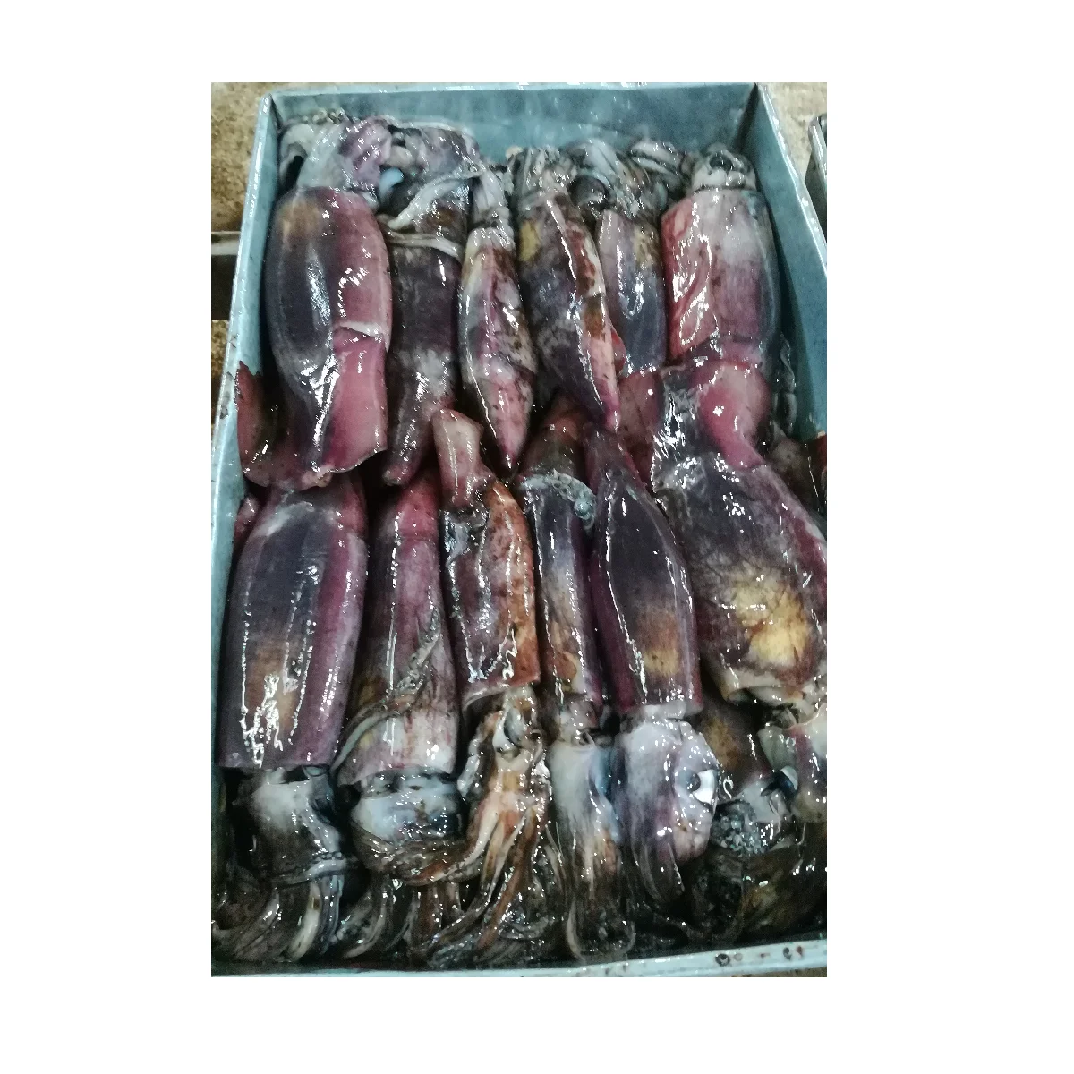 Light Parts Whole IQF Technology Fishing Reasonable Low MOQ Price frozen squid whole Black Squid from Vietnam