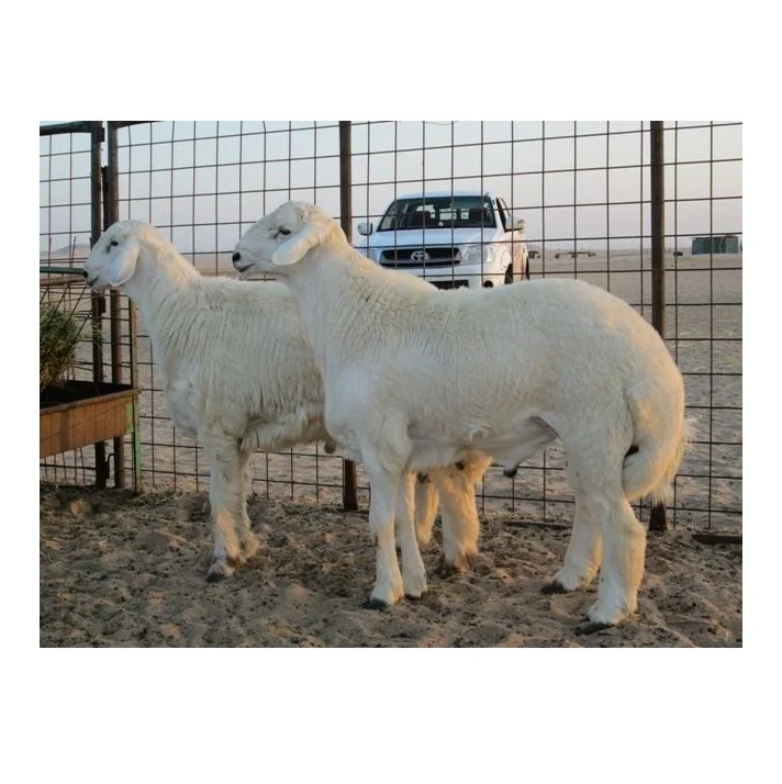 Direct Supplier Alive Awassi Sheep Bulk Quantity Available At Cheap Price
