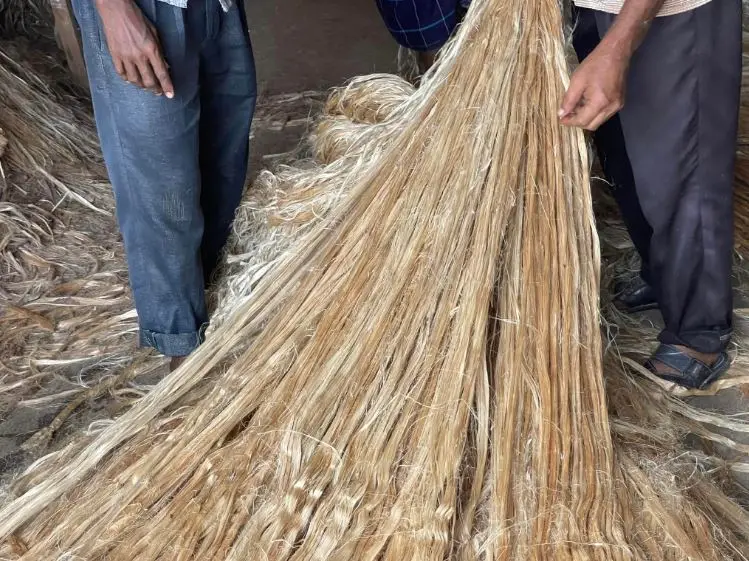 Top Quality & Low Price  Eco-Friendly 100% Natural Raw Jute Sustainable Jute Fiber 100% Export Oriented