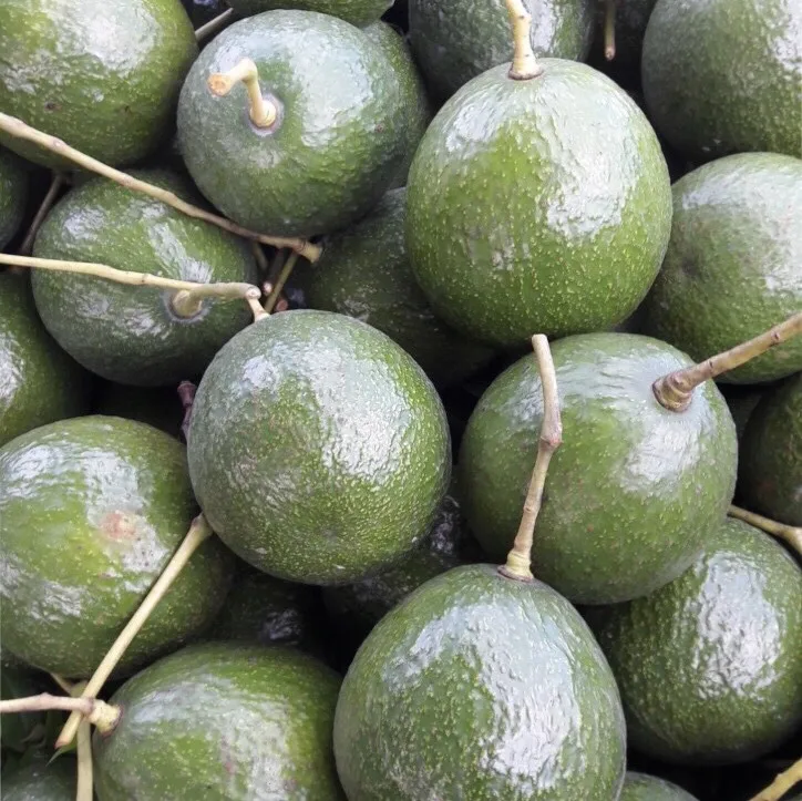 Высококачественный свежий авокадо от золотого вьетнамского поставщика фруктов и овощей