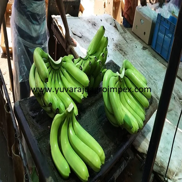 Export High quality popular fruit of Musa acuminata Cavendish Banana Exports in India to Motaf Lavan Iki Island Ishigaki