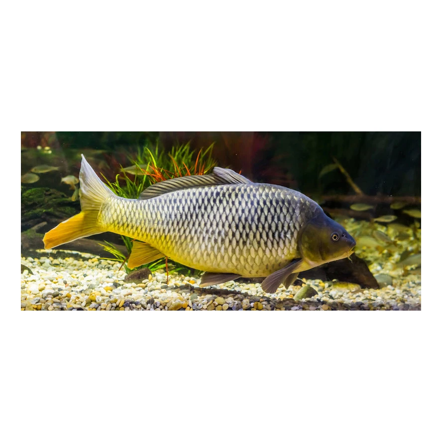 Carbon rod the fishing rod for big fish telescopic carp rod