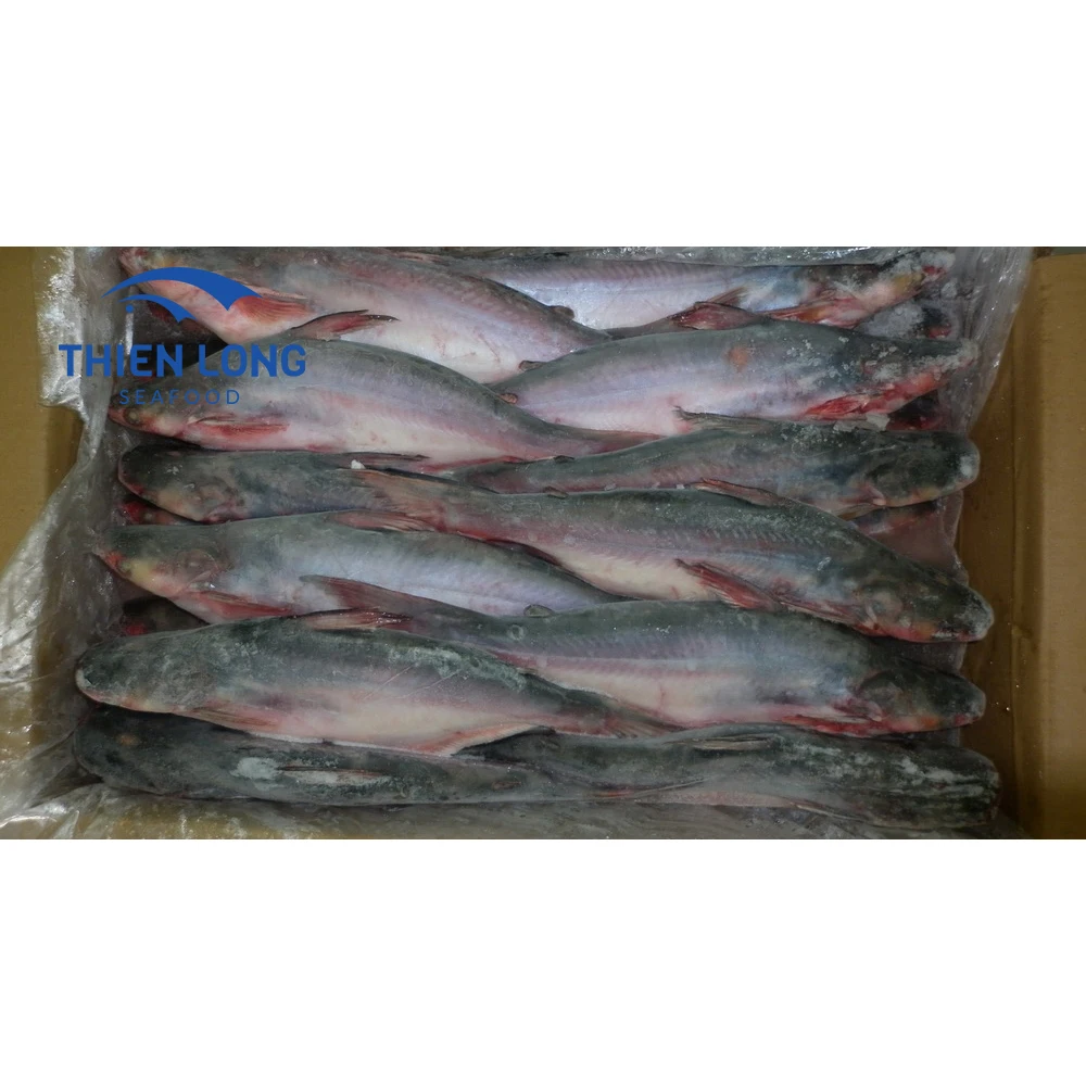 Горячая Распродажа готовая круглая свежая замороженная рыба пангасиус в Азию