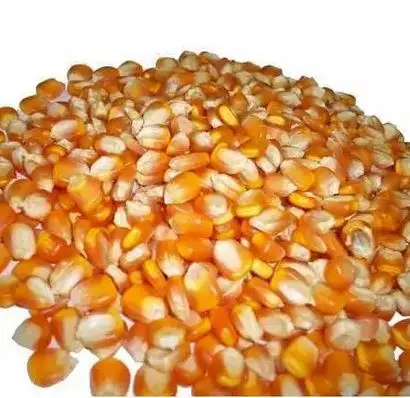 Factory Directly Sale Dried Yellow Maize Non GMO Yellow Maize Glutinous Maize ISO HALAL Approved Certified for Human Consumption