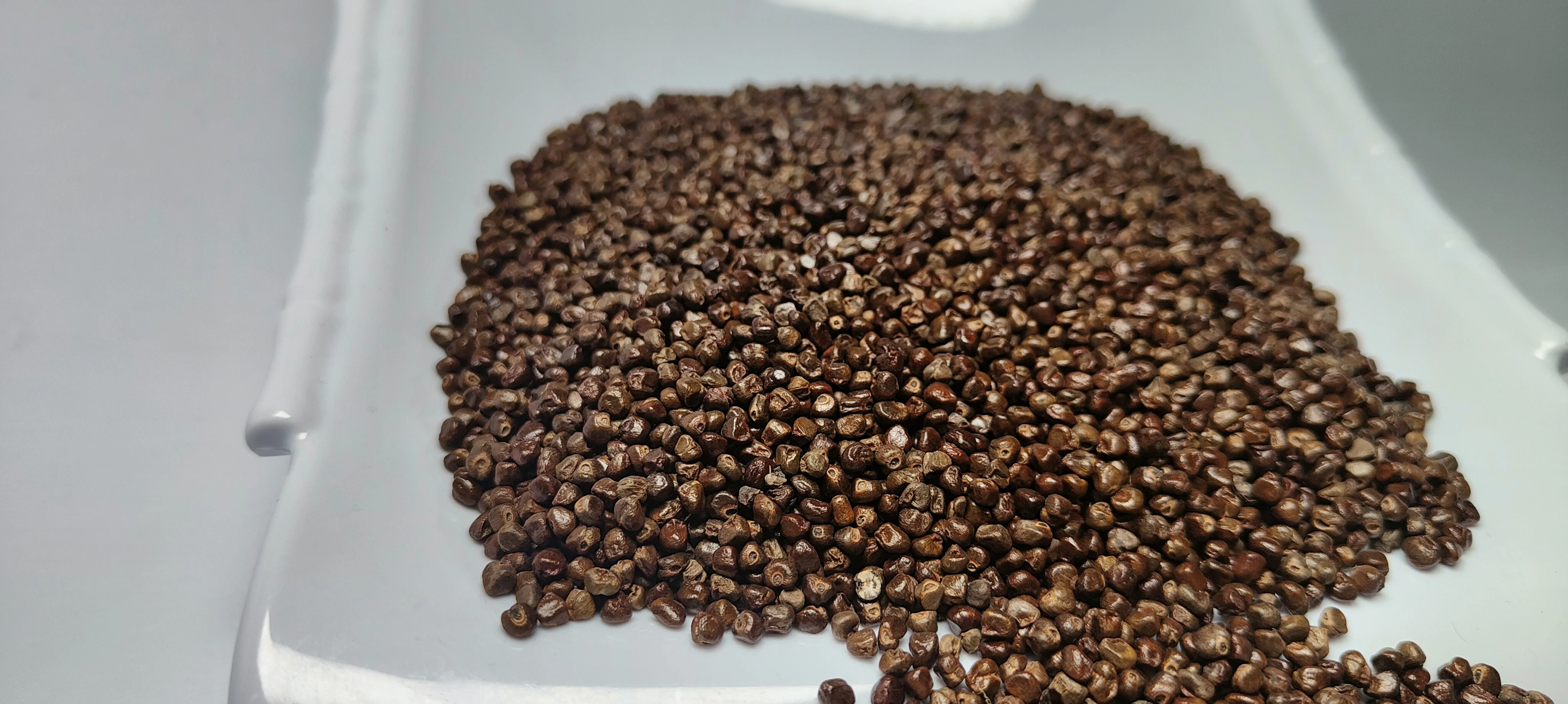 Cardamom Seed DP-09.jpg