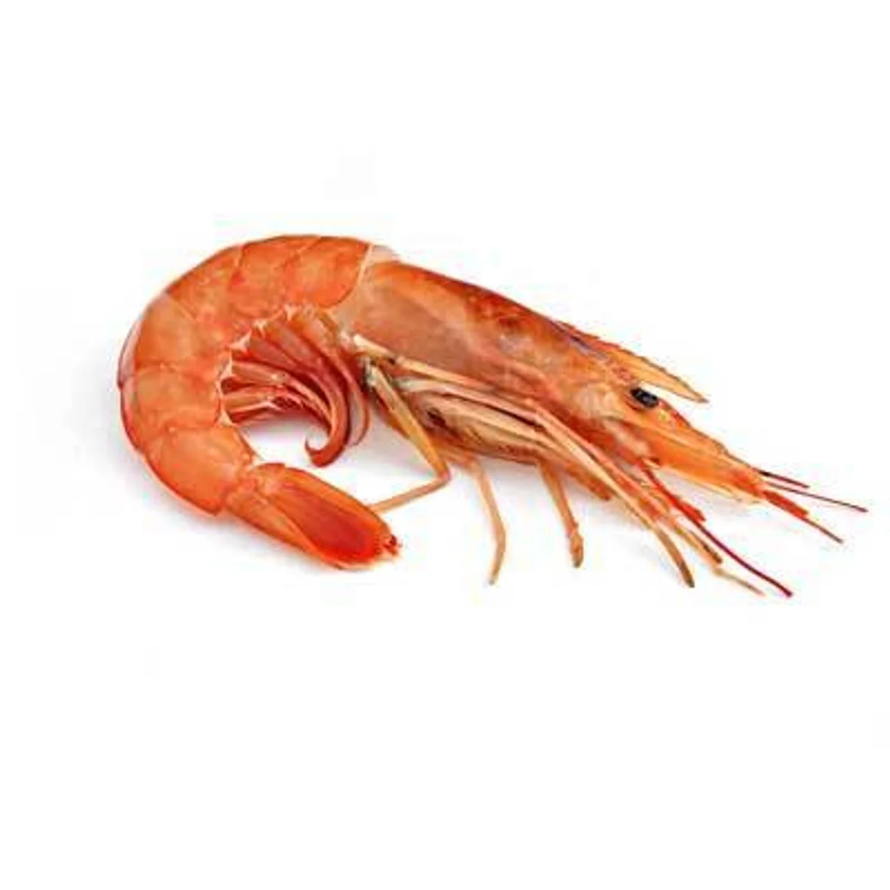 New Season Frozen Argentina Red Shrimp