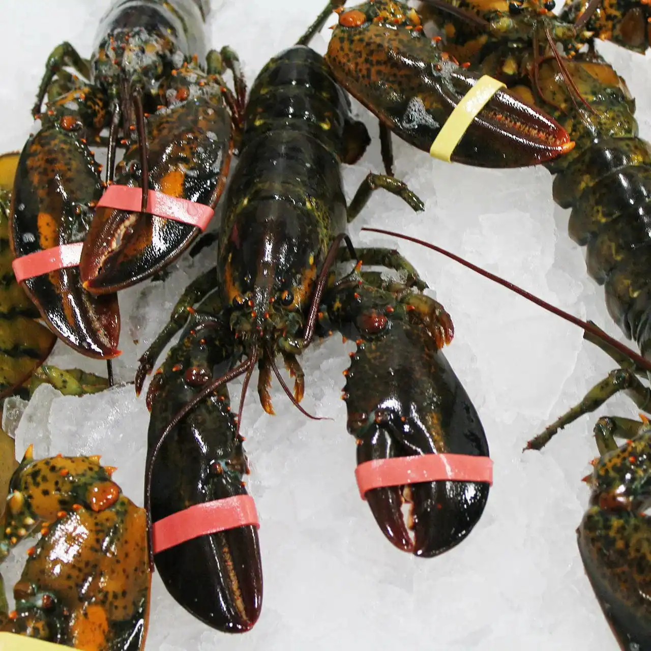 2024 Hot sales price Fresh Frozen Lobsters / Canadian live Lobsters for sale Cheap price