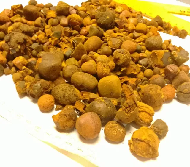 gallstones ox and cow for sale