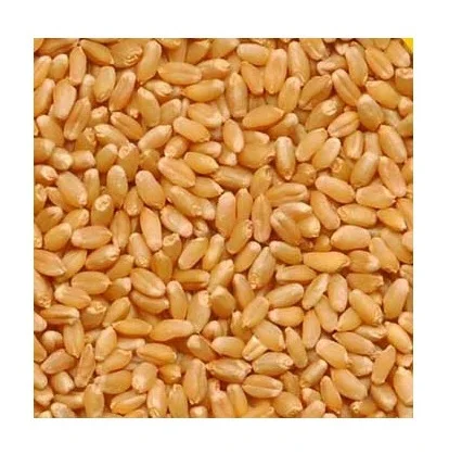 Hot Selling Price Of Organic Whole Wheat Grains In Bulk Quantity
