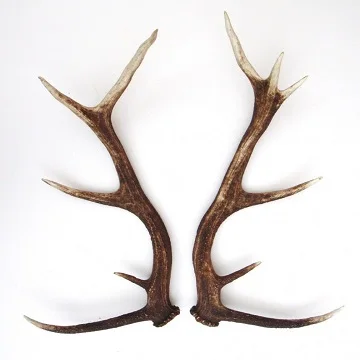 100% Natural Red Deer/ Elk Antlers For Sale