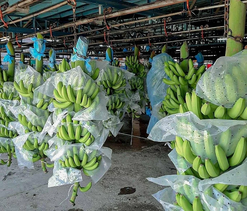 Wholesale Fresh Cavendish Banana With High Quality from Vietnam
