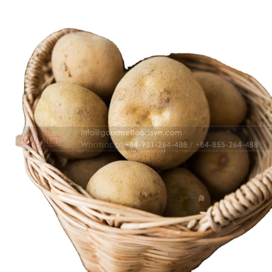 Potato In Good Quality In Bulk