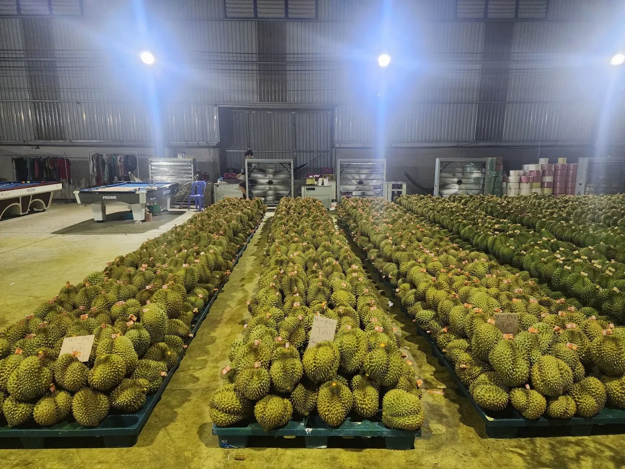 VietNam Packing Box 6-9 Fruist Fast Delivery Best Premium Quality Ri6 Thai 1 Durian Fresh Delicious Export VietNam Manufacture