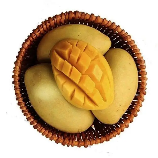 Fresh Mango Best Grade Fruit Best Taste Organic Mango Fresh Wholesale in High Quality 100% Premium Fresh Mango Wholesale Fresh