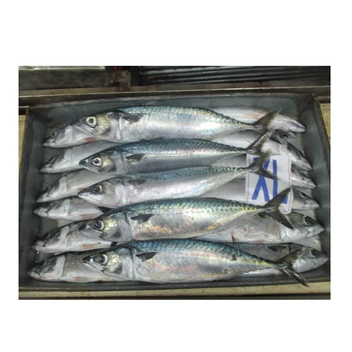 Полный здорового сырья испанская скумбрия морепродукты замороженная рыба