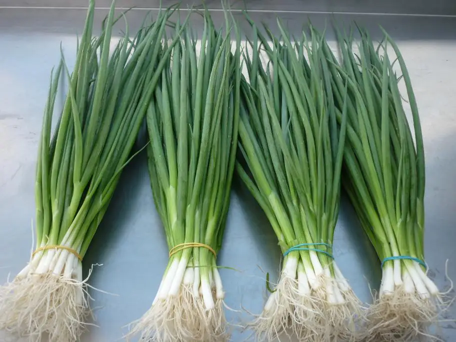 Недорогая сушеная овощная лук scallion сушеные зеленые Луки Ms