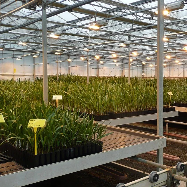 Natural Agri-Horti Phoenix Dactylifera Date Palm Tissue Culture For Garden dates Fruit palm tissue culture Seedling from India