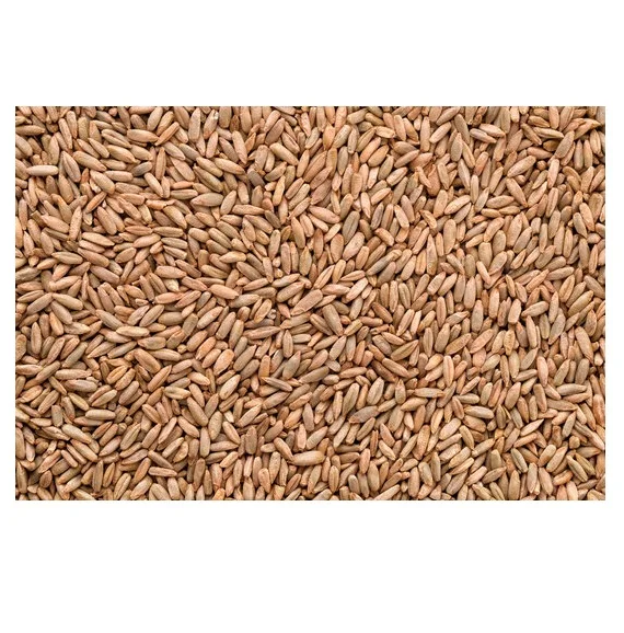 High Quality Organic Rye Grains Available For Sale At Low Price